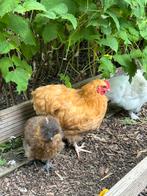 Gratis jonge haantjes, Dieren en Toebehoren, Mannelijk, Kip