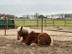 Plekje vrij op Equi Habitat, Dieren en Toebehoren, Stalling en Weidegang, Weidegang