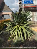 Juka voor in de tuin, Tuin en Terras, Planten | Bomen, Ophalen of Verzenden, Volle zon, Overige soorten