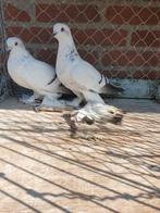 Ijs duiven, Dieren en Toebehoren, Vogels | Duiven, Meerdere dieren, Overige soorten