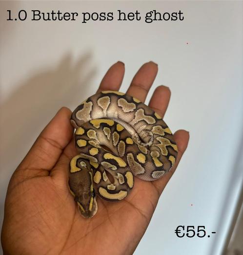 1.0 Butter pos het ghost NK25, Dieren en Toebehoren, Reptielen en Amfibieën, Slang