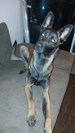 Gevraagd: Mechelse herder (teefje), 1 tot 2 jaar, Parvo, Teef, Eén hond