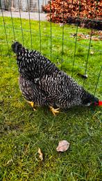 Amrock hen groot, Vrouwelijk, Kip