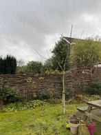 Walnotenboom, Tuin en Terras, Planten | Bomen, Ophalen, Volle zon, Overige soorten, 250 tot 400 cm