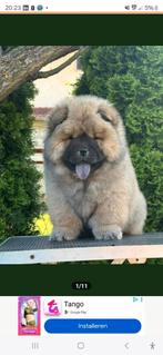Chow chow pup (Reu) te koop (volbloed)