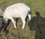 overjarige Engelse texelaar dekram -schaap, Dieren en Toebehoren, Mannelijk, Schaap, 3 tot 5 jaar
