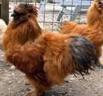 USA Zijdehoen haan, Dieren en Toebehoren, Pluimvee, Mannelijk, Kip