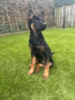 Knuffel kruising mechelse herder 5 maanden, Dieren en Toebehoren, Honden | Herdershonden en Veedrijvers, 15 weken tot 1 jaar, CDV (hondenziekte)