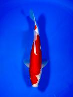 VHQ Tateshita Beni Kumonryu 27-32cm Japanse koi, Dieren en Toebehoren, Vissen | Vijvervissen, Karper of Koi