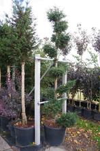 taxus baccata bonsai 250 cm, Overige soorten, Zomer, Ophalen, Volle zon