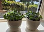 Crassula Ovata, Ophalen, Vetplant, In pot