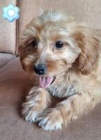 Prachtige mini doodle pups, Nederland, Overige rassen, CDV (hondenziekte), 8 tot 15 weken