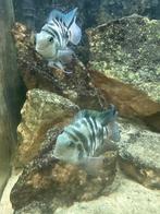 5 papegaai ciclide, Dieren en Toebehoren, Vissen | Aquariumvissen, Vis