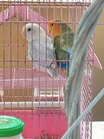 Koppel mooie jongen agapornide, Meerdere dieren, Dwergpapegaai of Agapornis