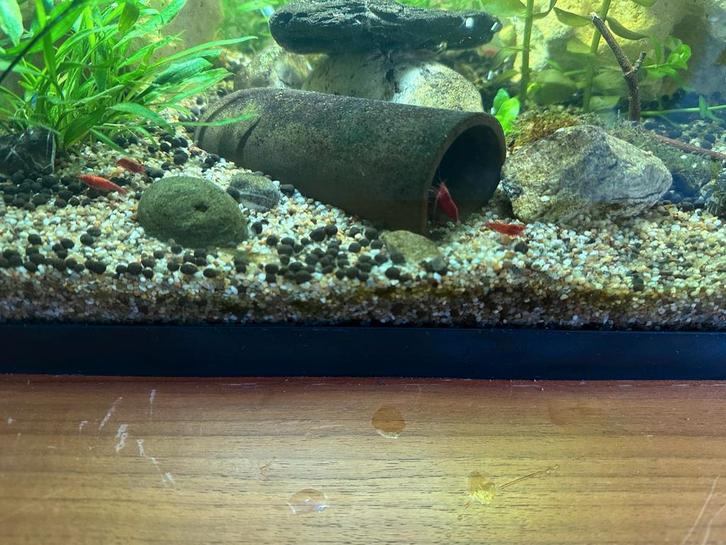 Rode Neocaridina garnalen., Dieren en Toebehoren, Vissen | Aquariumvissen, Kreeft, Krab of Garnaal