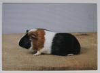 3-kleurige gladhaar cavia, Ophalen of Verzenden, 1980 tot heden, Ongelopen, Knaagdier