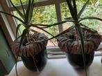 Twee groene bloempotten, Ophalen