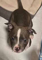 Pocket bully pup zoek een gouden mandje 🥰, Dieren en Toebehoren, Reu, CDV (hondenziekte), 8 tot 15 weken, Bulldog