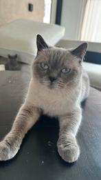 Britse korthaar Blue point poes, Dieren en Toebehoren, Katten en Kittens | Raskatten | Korthaar, Meerdere dieren, Gechipt
