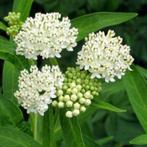 Zaden Asclepias Iceballet, Verzenden, Volle zon