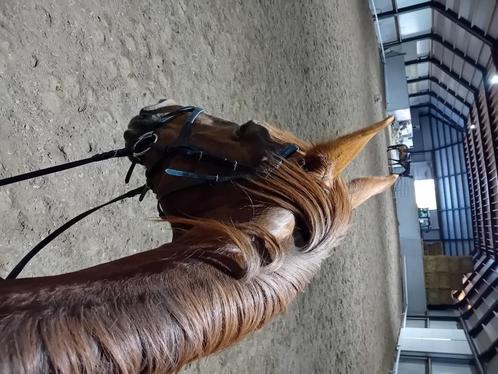 Bijrijder / bijrijdster gezocht voor merrie, Dieren en Toebehoren, Stalling en Weidegang