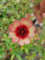 potentilla nepalensis "miss Wilmott"  zaden vaste plant, Ophalen of Verzenden, Voorjaar, Volle zon, Zaad