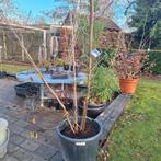 Meerstammige Amberboom 175-200cm, Tuin en Terras, Planten | Bomen, Bloeit niet, Overige soorten, 100 tot 250 cm, Ophalen