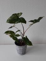 Syngonium variegata, Huis en Inrichting, Kamerplanten, Ophalen, Overige soorten, Halfschaduw, Minder dan 100 cm