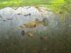 Jonge blue Moscow guppen 10 voor 5 euro, Dieren en Toebehoren, Vis