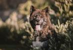 Dekreu Akita Inu red brindle, Dieren en Toebehoren, Particulier, Rabiës (hondsdolheid), Reu, Buitenland