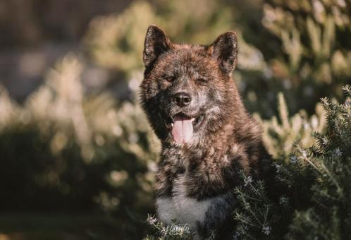 Dekreu Akita Inu red brindle, Dieren en Toebehoren, Honden | Dekreuen, Reu, Particulier, Eén hond, Buitenland, 3 tot 5 jaar, CDV (hondenziekte)