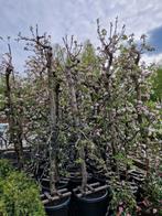 Appelbomen aanbieding 20-30jaar oude fruitbomen, Tuin en Terras, Planten | Bomen, Ophalen, In pot, Volle zon, Overige soorten
