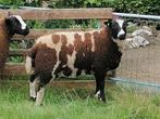 Mooie bonte dekram, Dieren en Toebehoren, Schapen, Geiten en Varkens, Mannelijk, Schaap, 0 tot 2 jaar