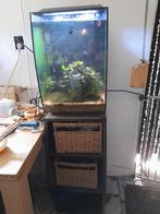 Aquarium met vissen, Ophalen of Verzenden, Zo goed als nieuw, Gevuld zoetwateraquarium