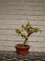 Particula Afra bonsai olifant bush, Ophalen, Zomer, Halfschaduw