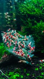 Chrystal Red garnalen - NU AANBIEDING, Dieren en Toebehoren, Vissen | Aquariumvissen, Kreeft, Krab of Garnaal