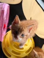 kittens zoekt forever home, Poes