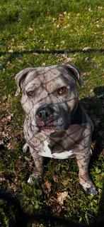 Dekreu am bully merle, Reu, Eén hond, 3 tot 5 jaar, Nederland