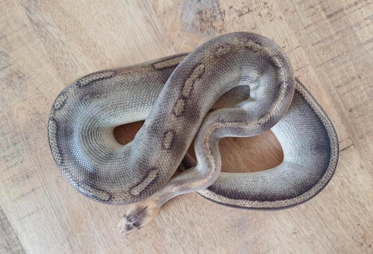 Python regius Ball Python - unknown for sale from Elvis