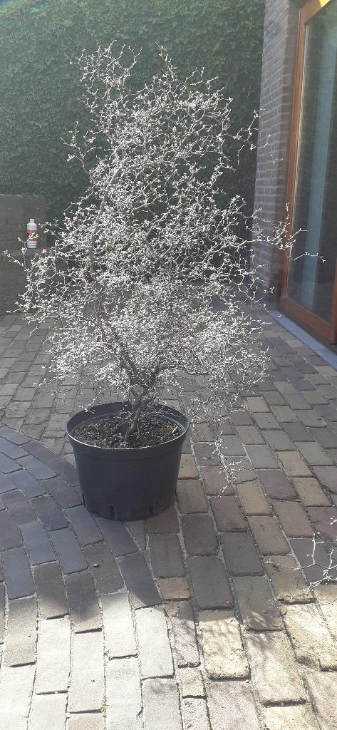 Zilverkoraalstruik / Zigzagstruik / Corokia cotoneaster, Tuin en Terras, Planten | Tuinplanten, Vaste plant, Overige soorten, Halfschaduw