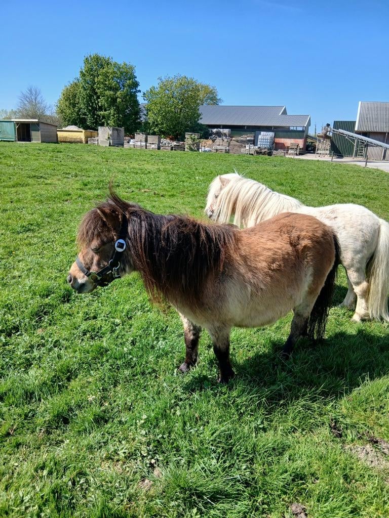 Te koop een mooie mini valk merrie +palomino dekhengstje, Dieren en Toebehoren, Pony's, Merrie, Met stamboom, Niet van toepassing