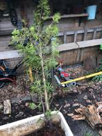 Conifeer ., Ophalen, Bloeit niet, Halfschaduw, Overige soorten