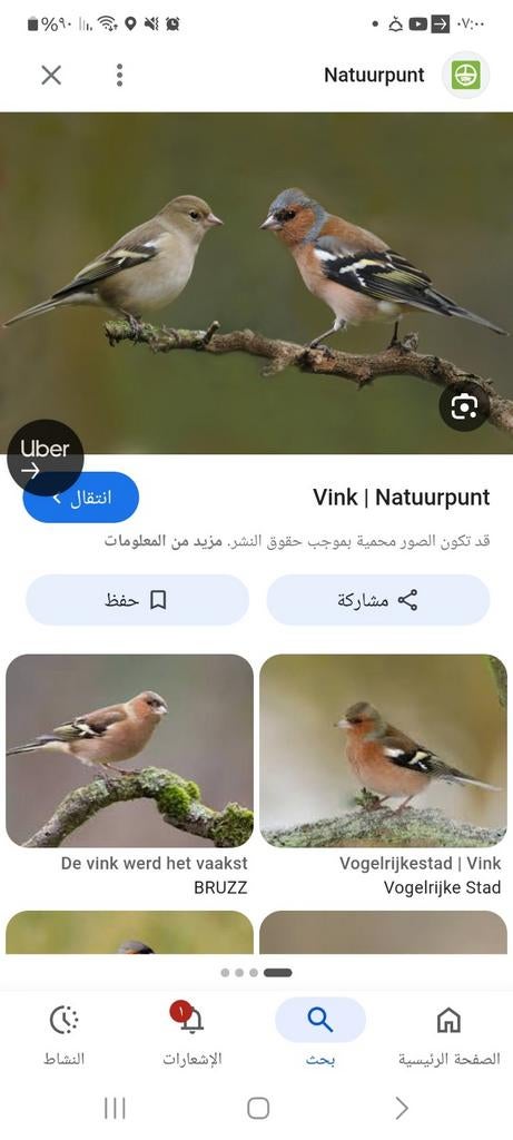 Koppel vinken, Dieren en Toebehoren, Meerdere dieren, Geringd