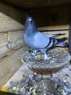 Takla duiven, Dieren en Toebehoren, Vogels | Duiven, Meerdere dieren, Postduif