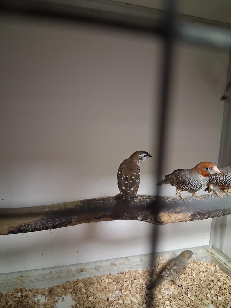 Mooi koppel roodkop amadine, Meerdere dieren