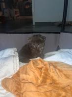 3 Prachtige Kittens (Mix Ragdoll x Brits Korthaar), Meerdere dieren