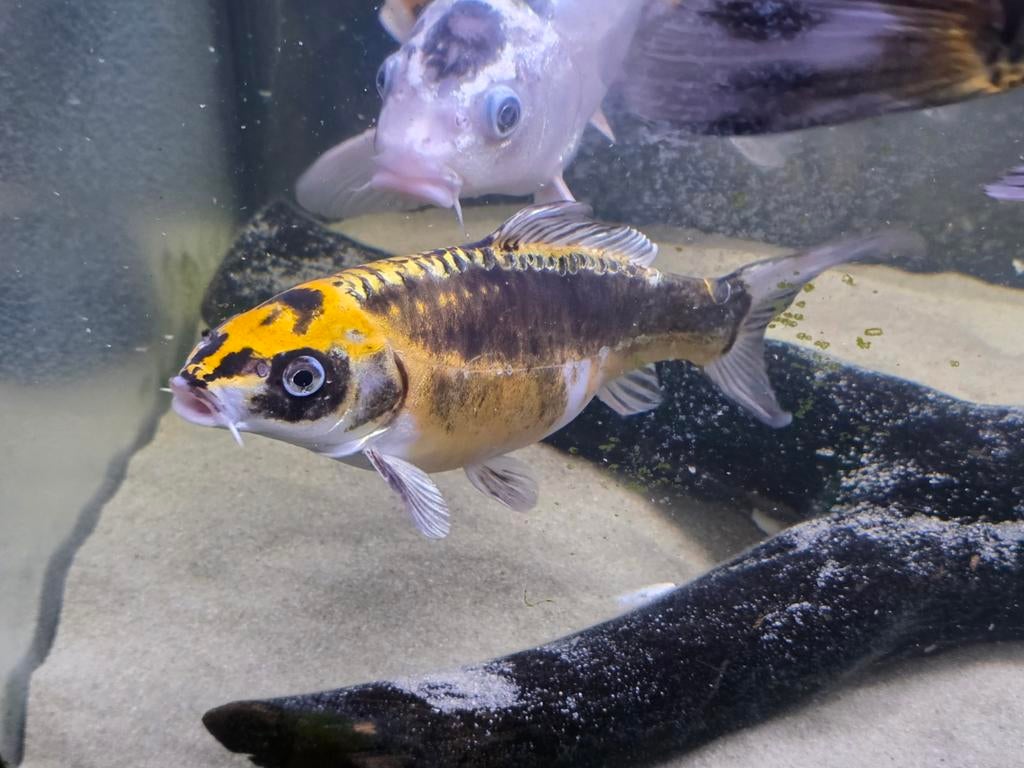 Ghostcarpers te koop met aquarium, Ophalen