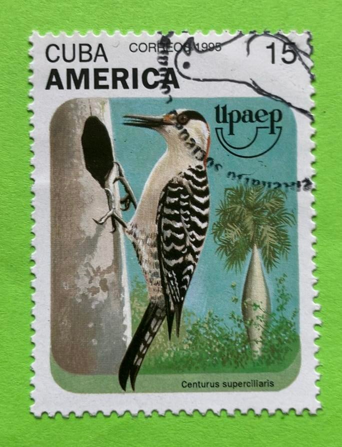 Specht, Ophalen of Verzenden, Gestempeld, Dier of Natuur