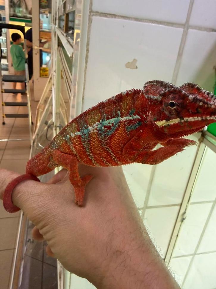 Ambilobe panterkameleons Chameleon - female for sale from Kameleon Hasselt België