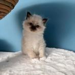Heilige Birmaan, Dieren en Toebehoren, Katten en Kittens | Overige Katten, Poes, 0 tot 2 jaar